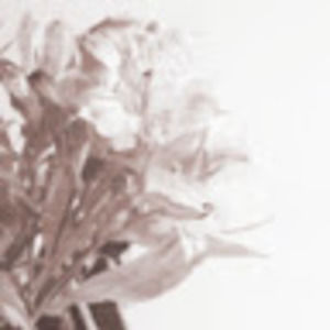 Meet your Posher, Sonny